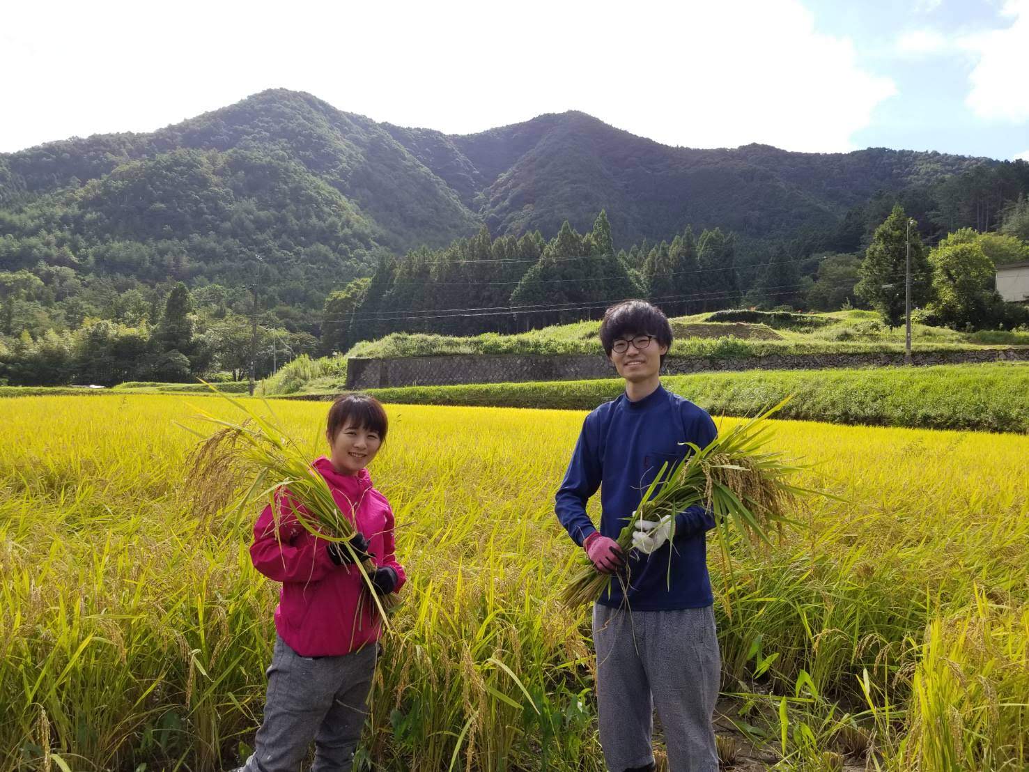 ふえのみち農園田んぼ　餅米「満月」9月、稲の収穫！大豊作！