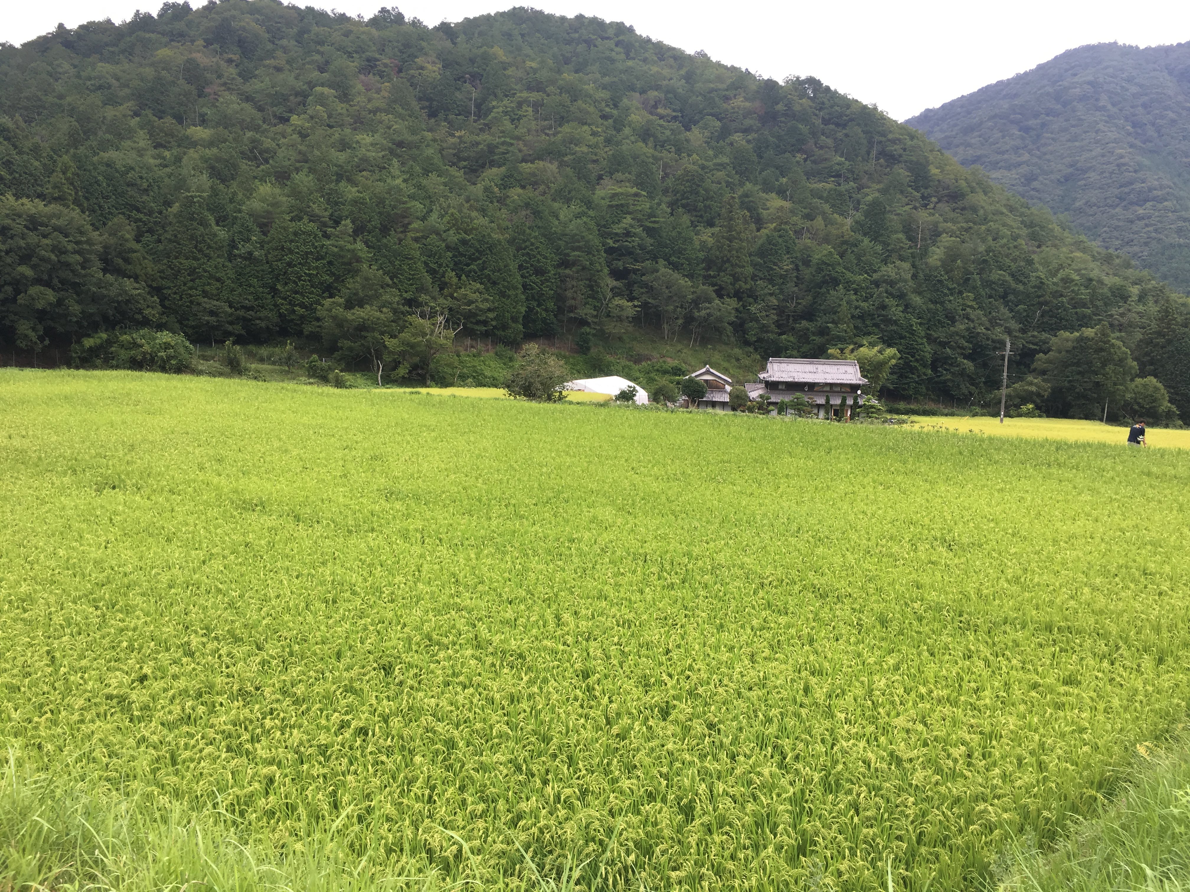 ふえのみち農園田んぼ　餅米「満月」8月、稲の生長＋9/8(日)出展情報！