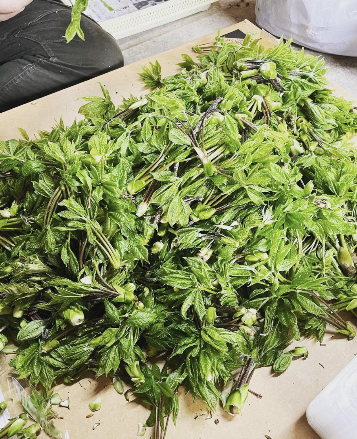 山菜の女王コシアブラ