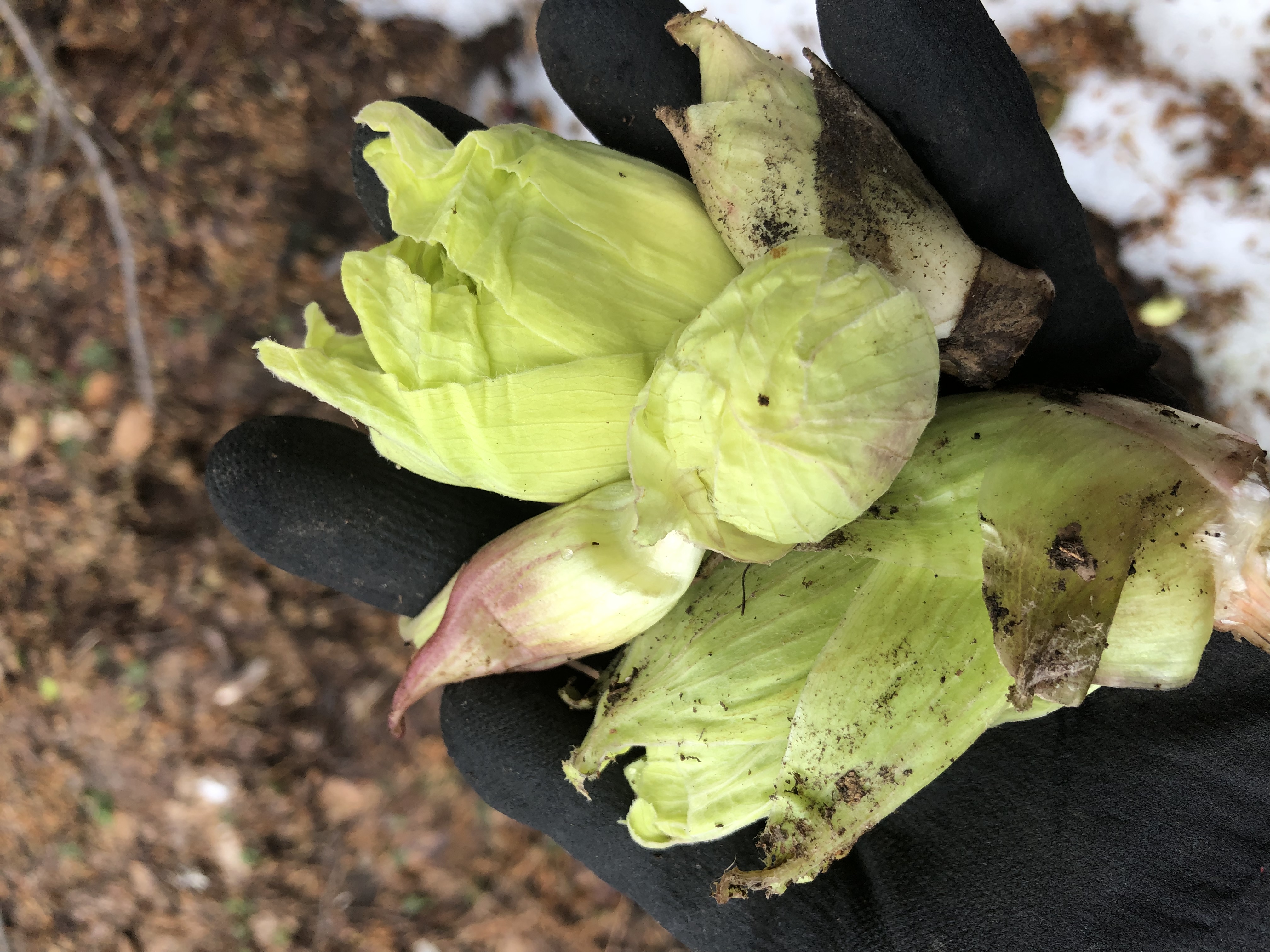 ふきのとうがまだ…