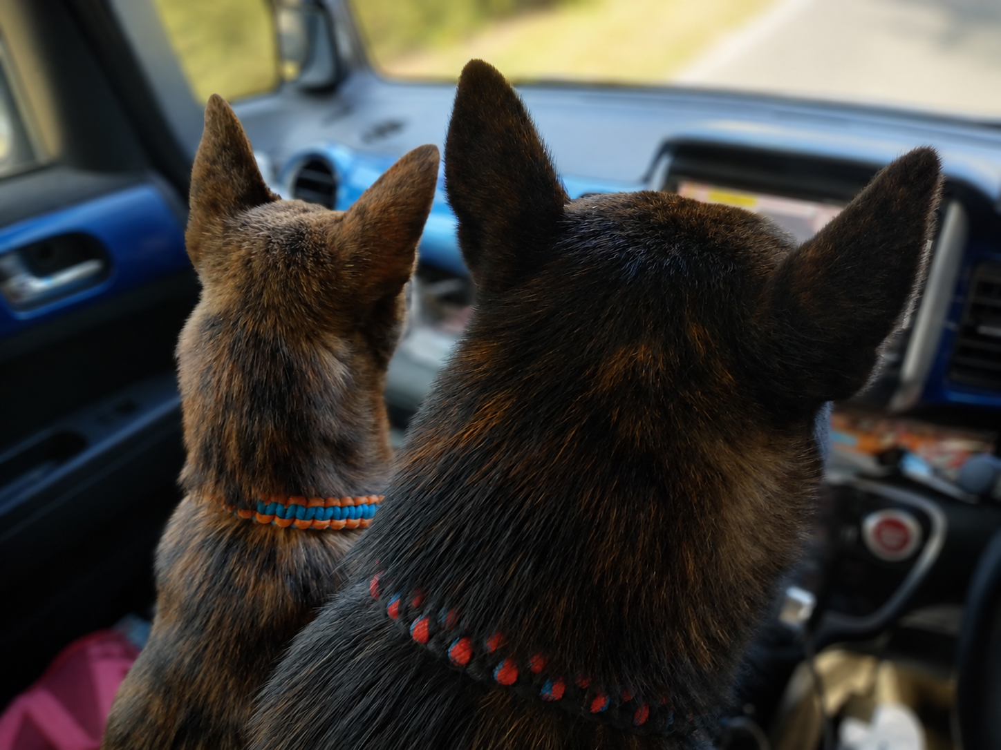 Accse.shopのロゴになった、愛犬たちの紹介🐾