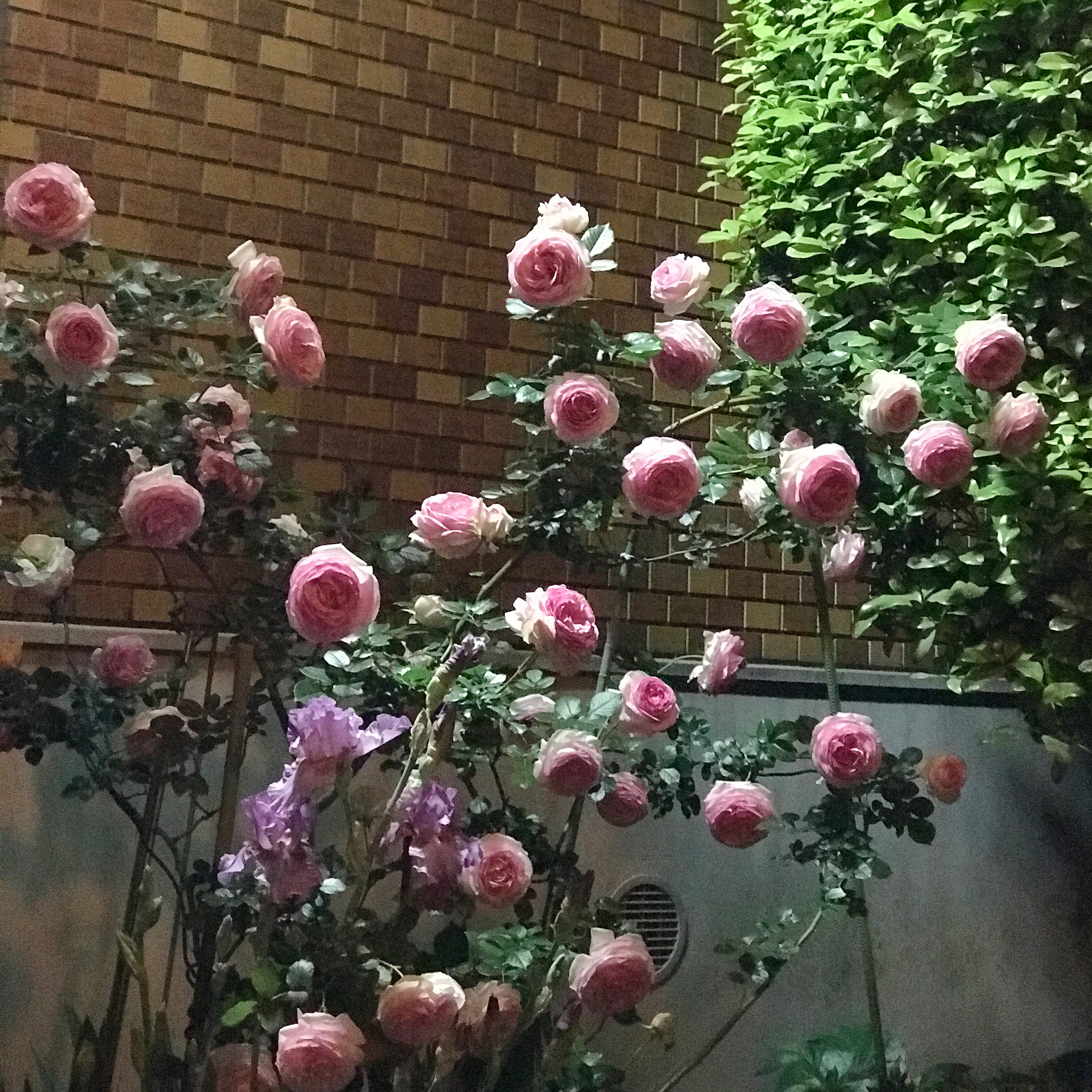 5月9日のブログ
