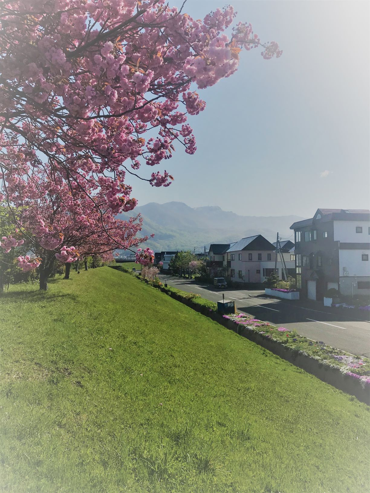 八重桜🌸