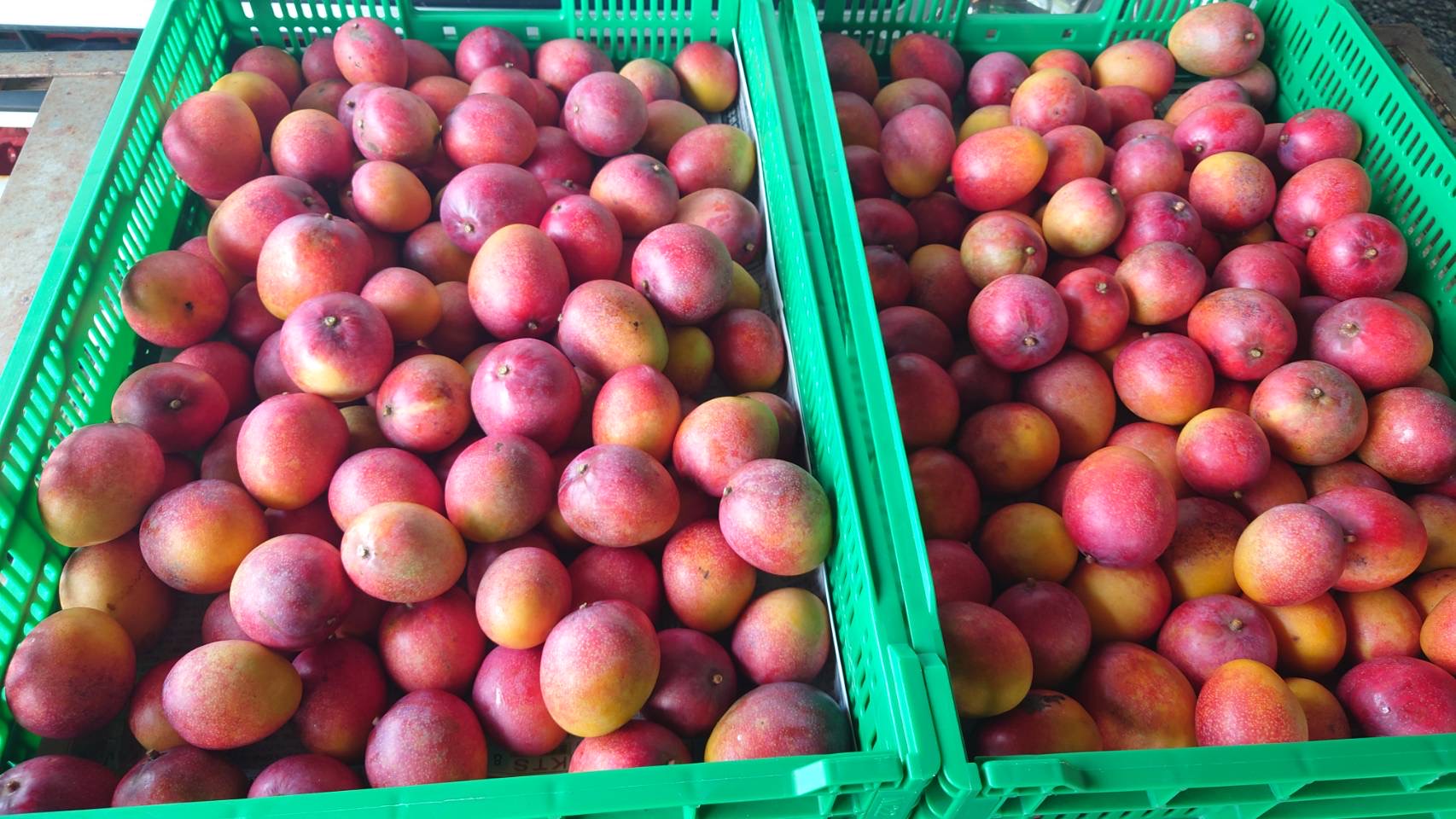 甘くて濃厚!ミニマンゴー好き必見!今年は豊作だからたっぷり楽しめます