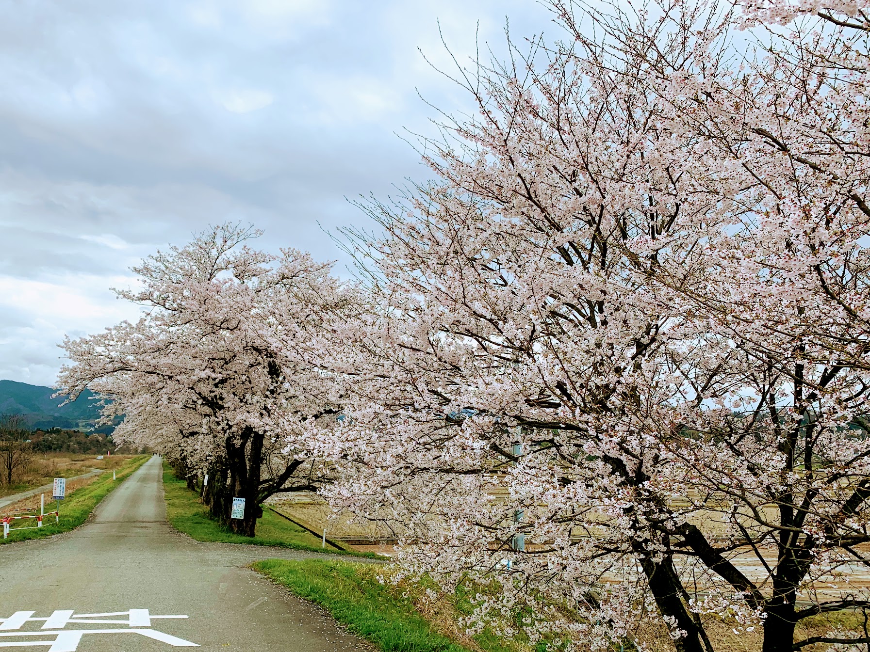 2019/04/11 富山レポート 塩の千本桜を見た。
