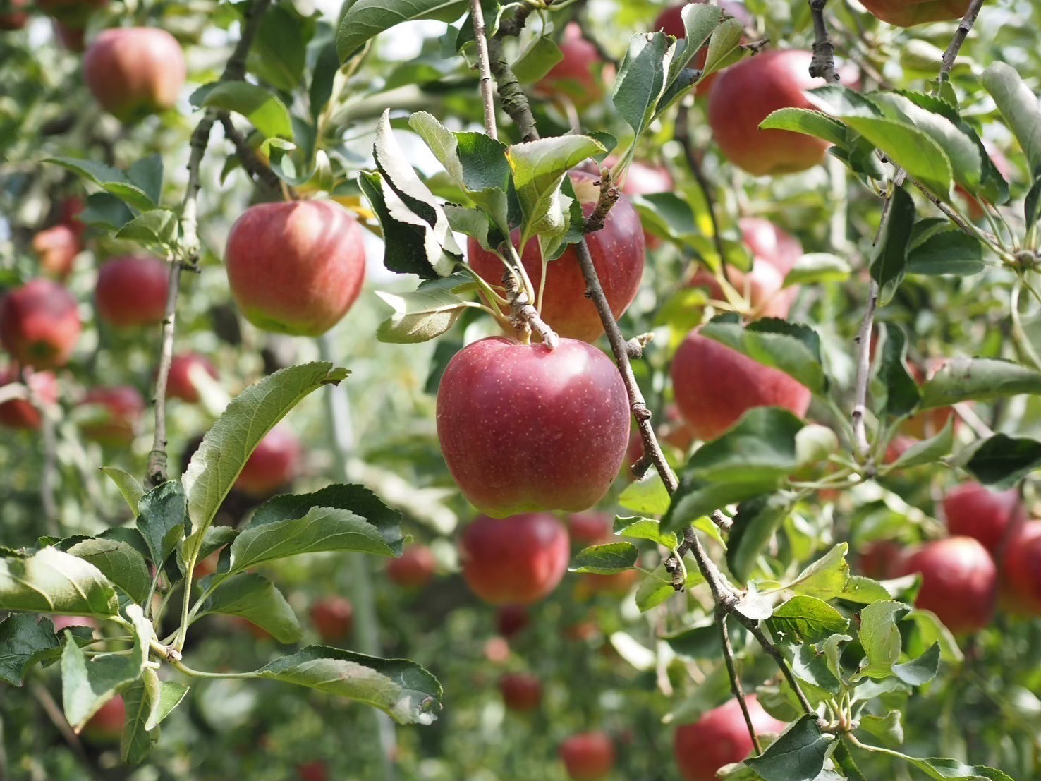 【秋映】【シナノスイート】のご予約を開始しました