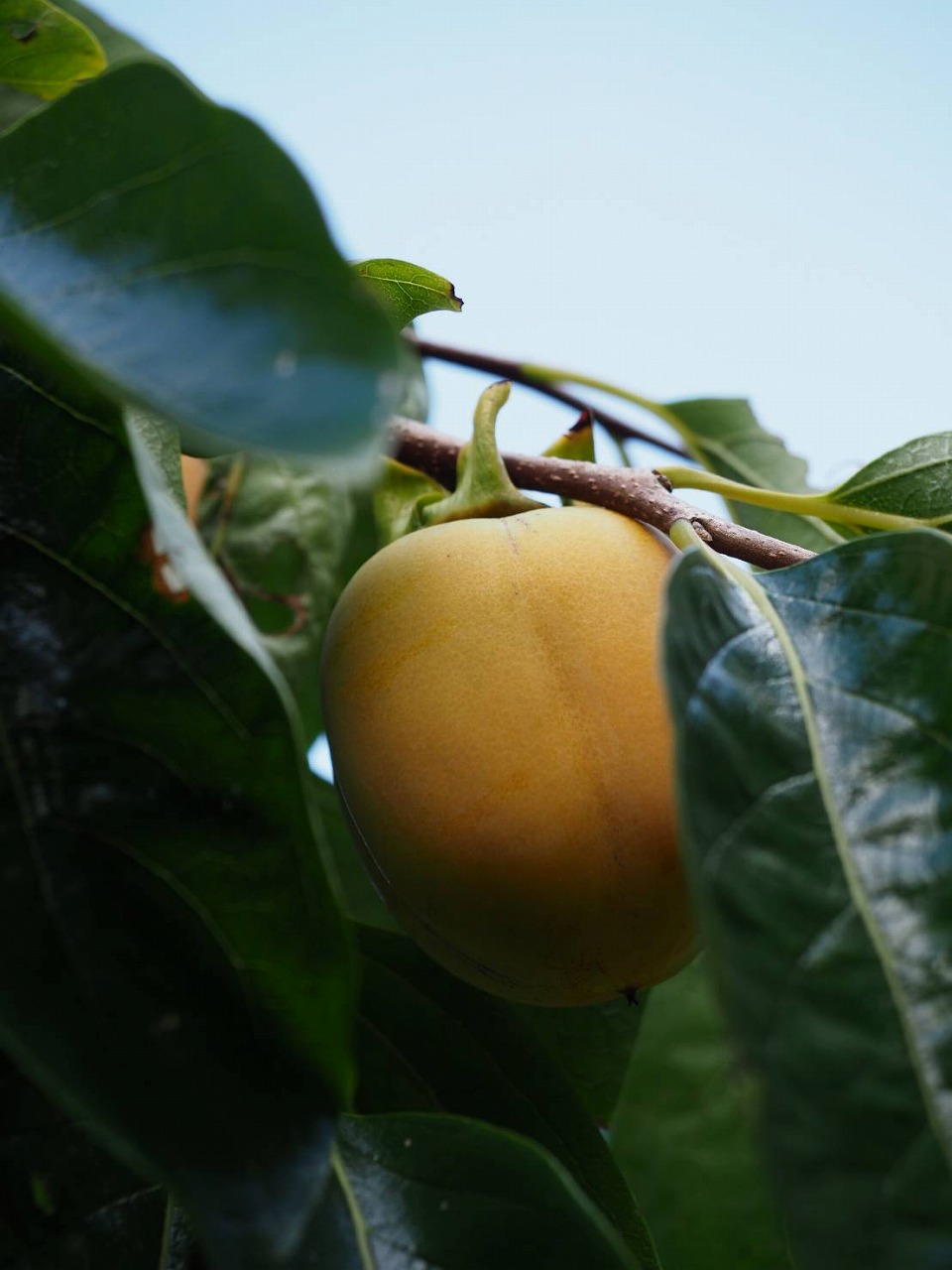 【予約受付中】今年も、西条柿の季節がやってきます!