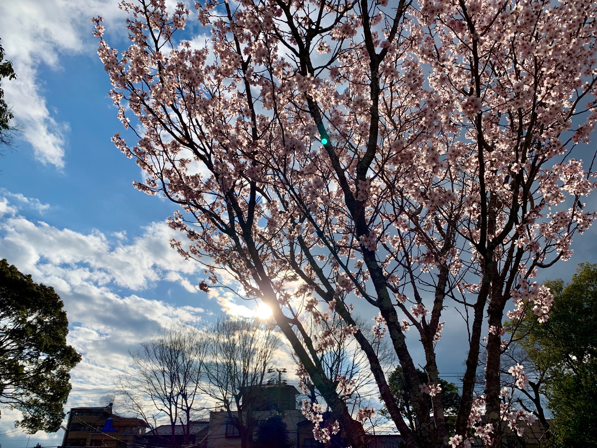 3月、昨日の上賀茂神社の手づくり市
