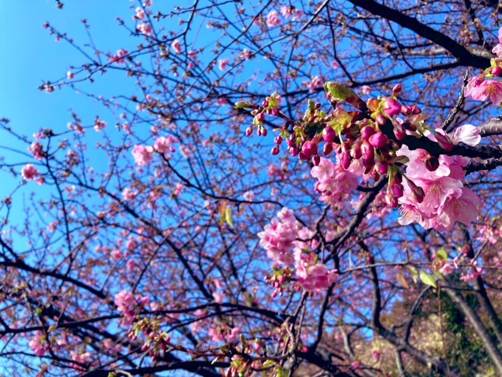 周防大島の河津桜が咲き始めました🌸