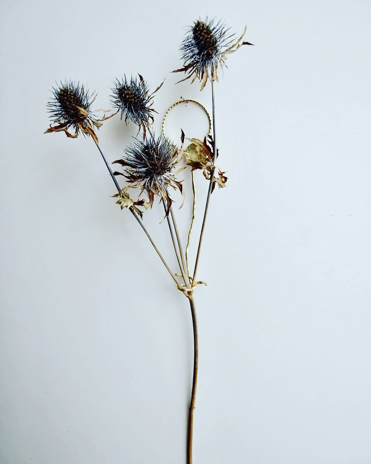 春の新作とエリンジウム