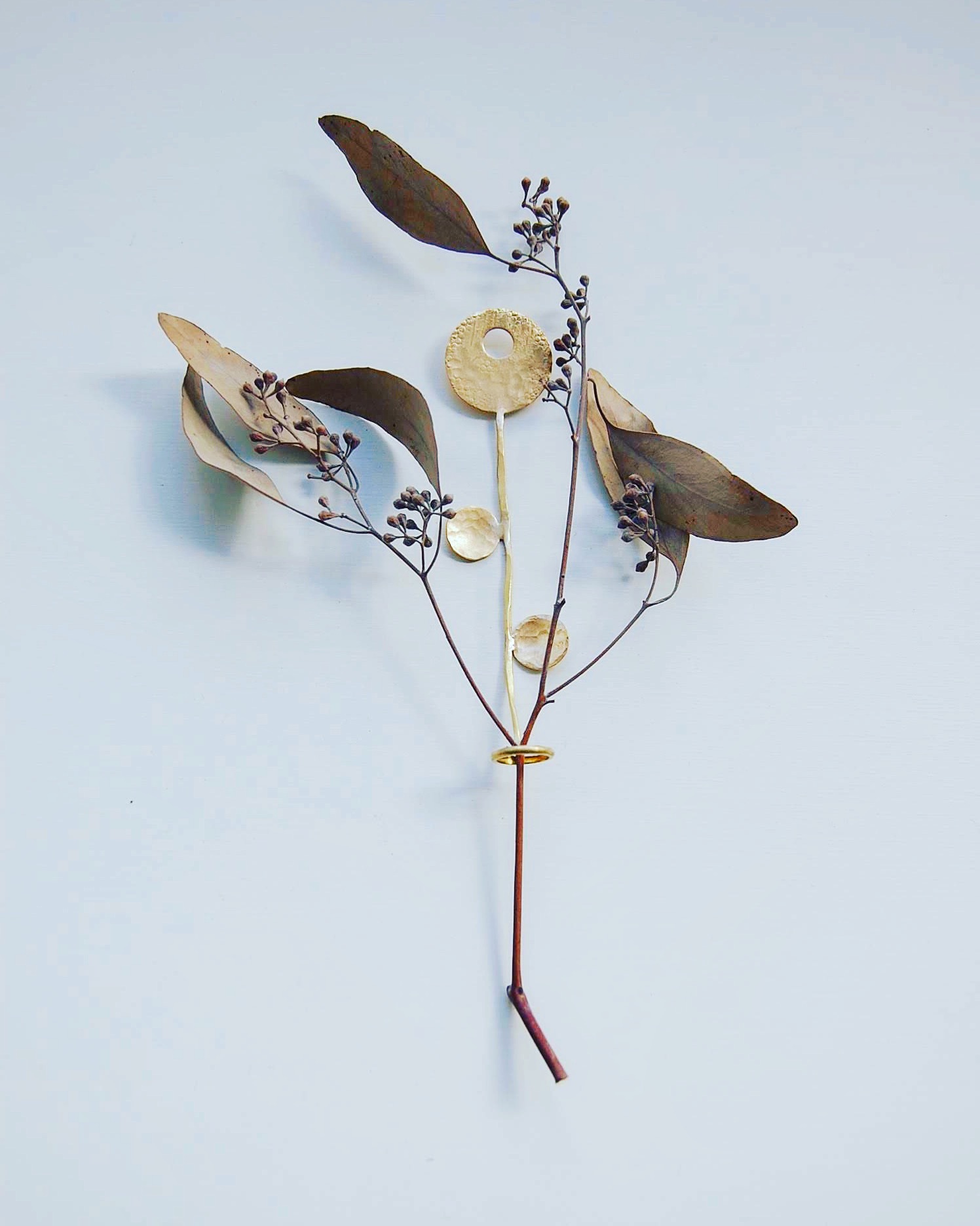 ユーカリはポプラスベリーの実付きが可愛い