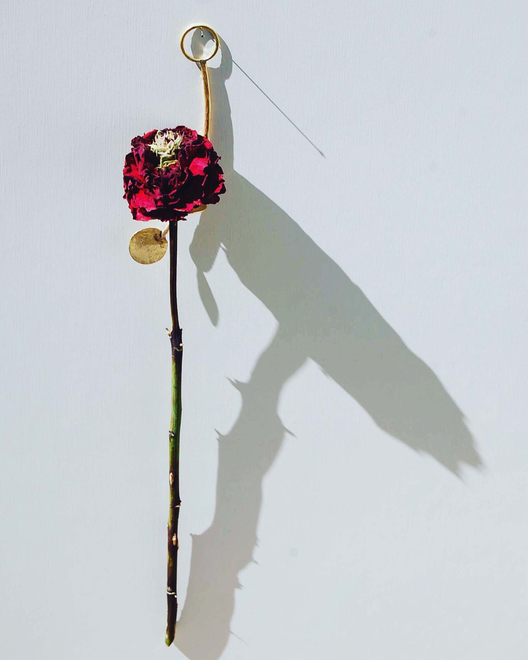 珍しいかたちのバラ エキサイティングメイアン