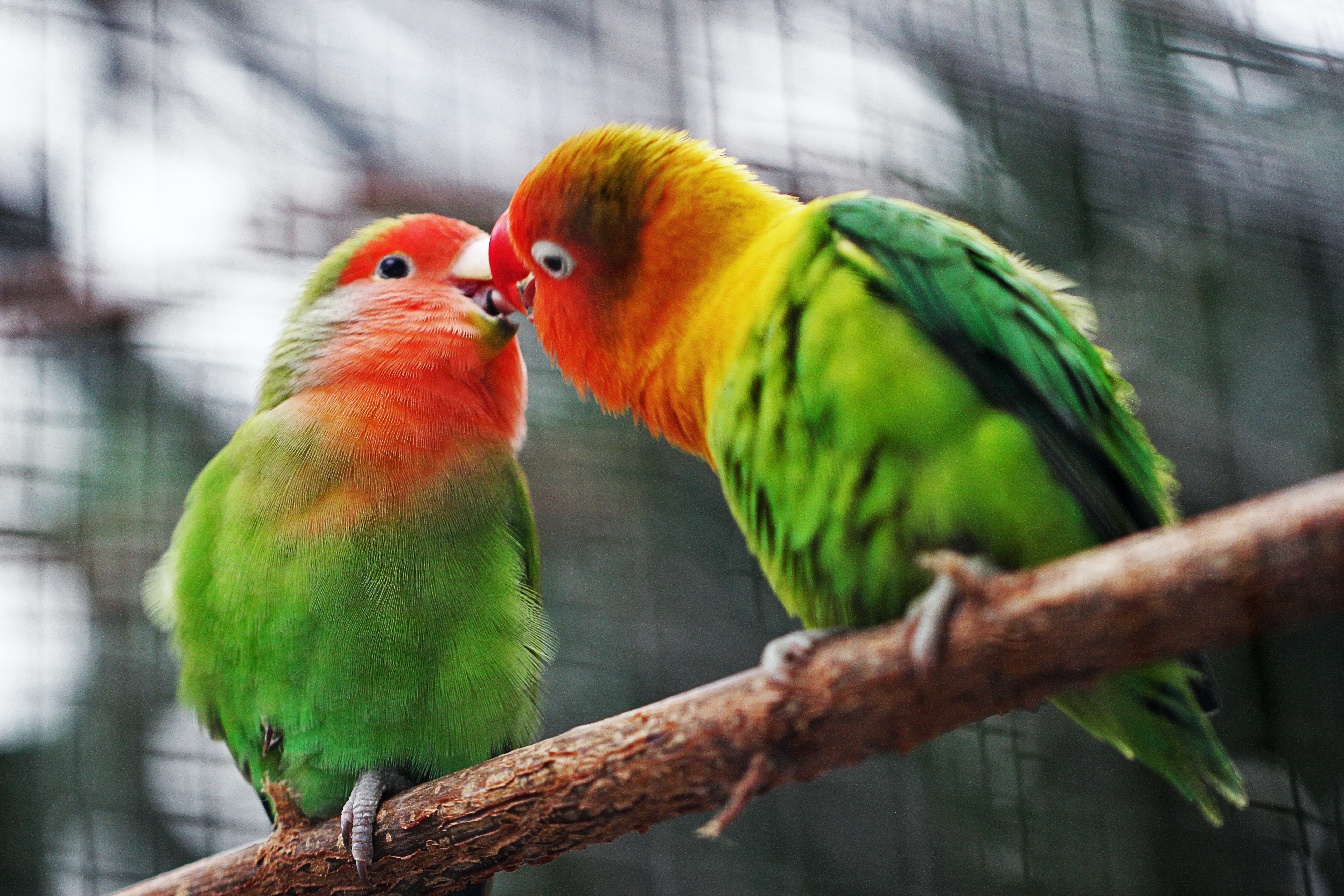 インコとか