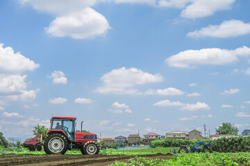 鳥たちは