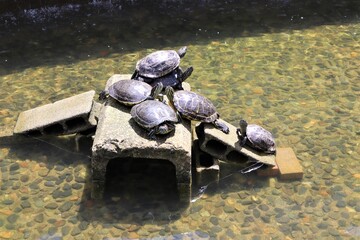 群れて生きる