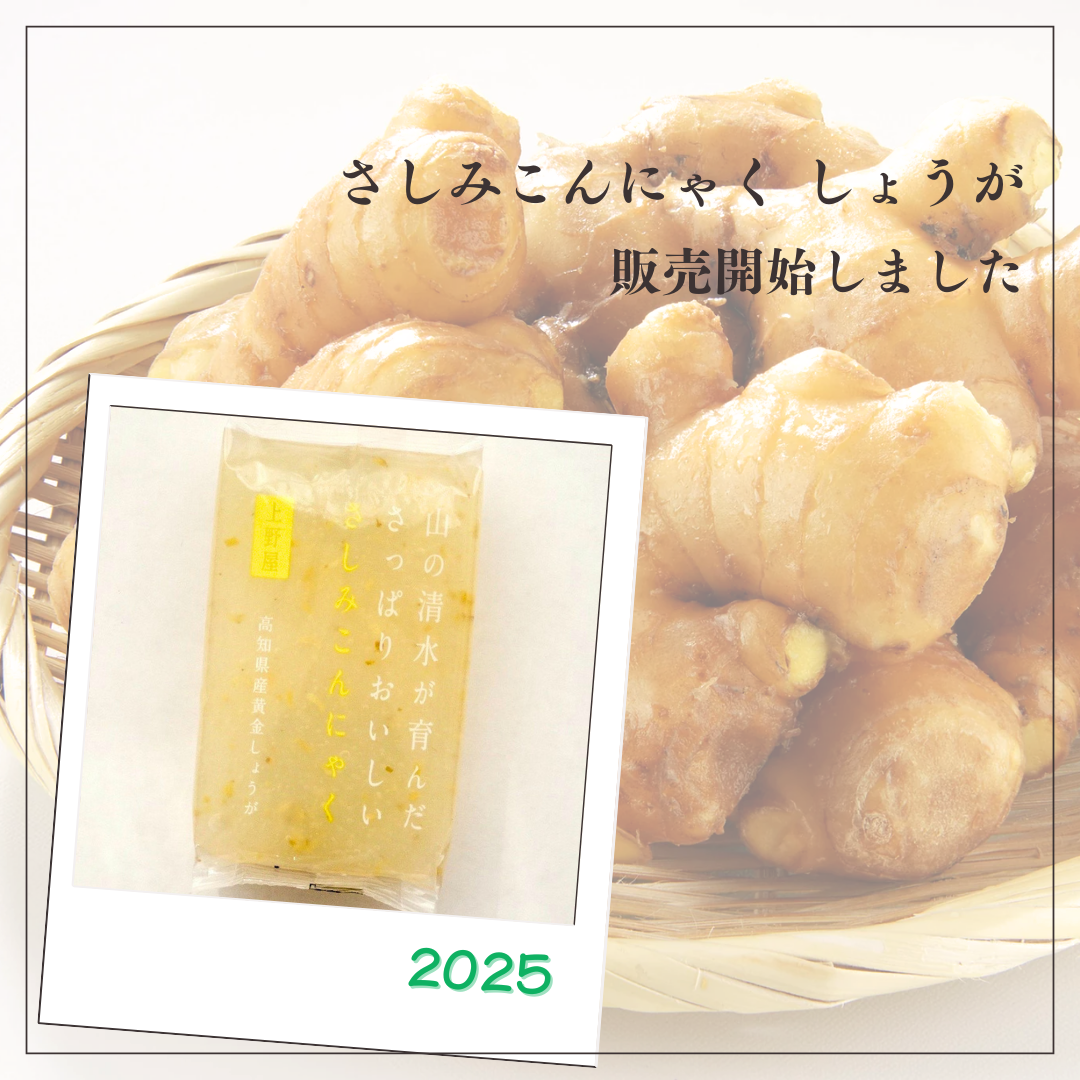 さしみこんにゃく　しょうが　販売開始です