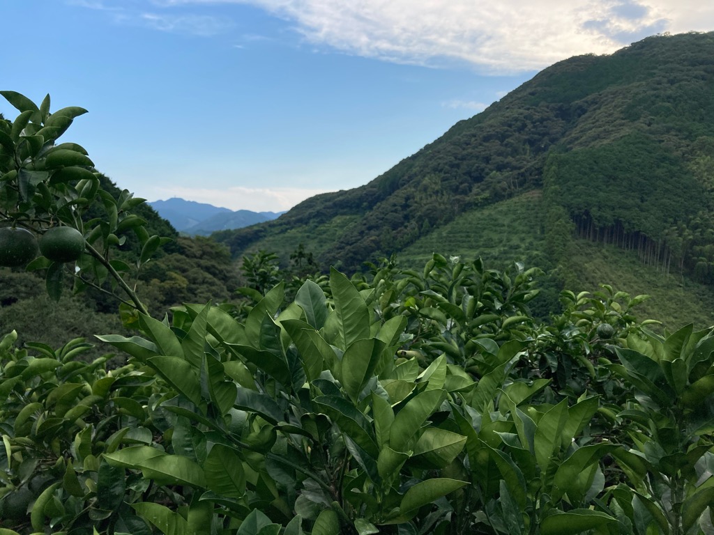 8月ももう終わり〜