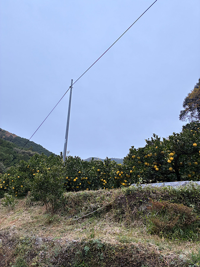 収穫まで、あともうちょっと