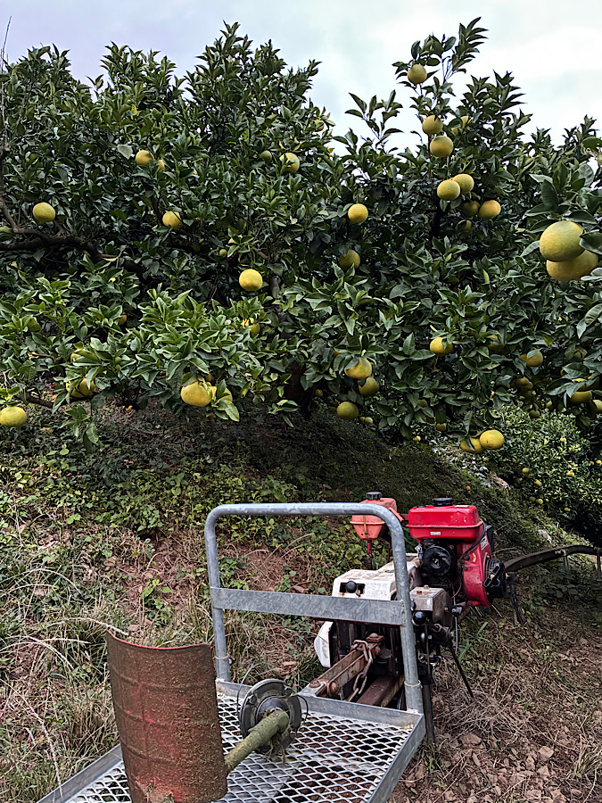 文旦色づいてくる