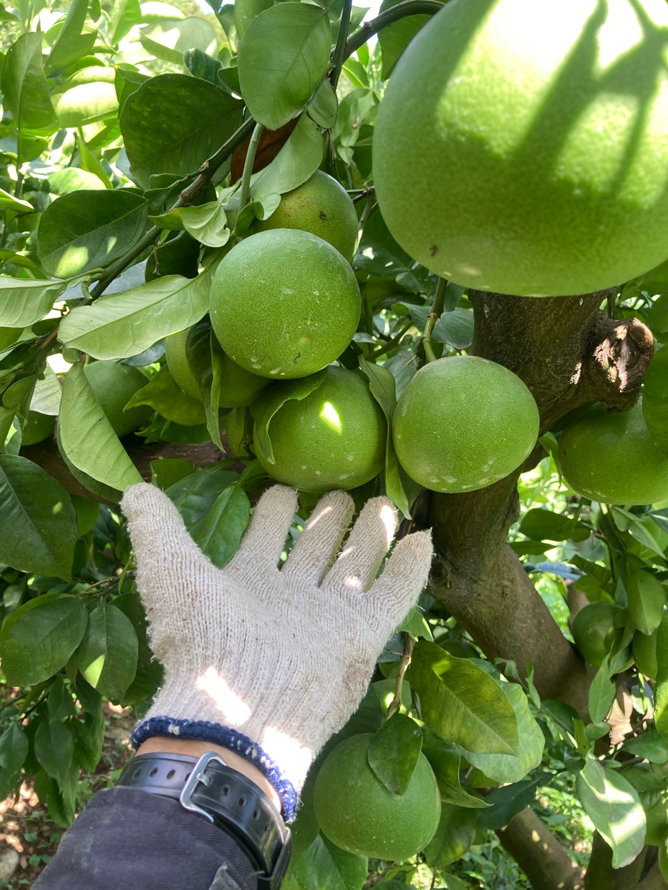 文旦の摘果1周目