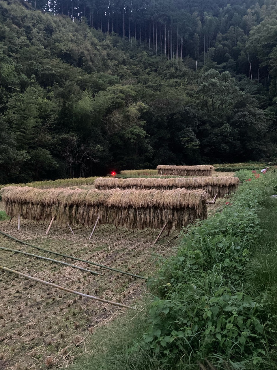 天日干し