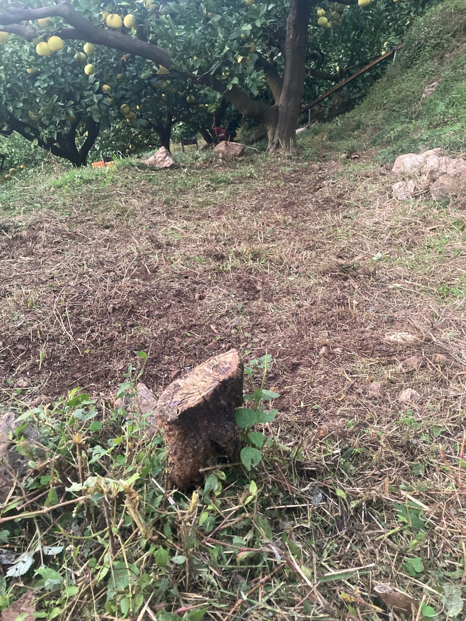 野囲いのための整地