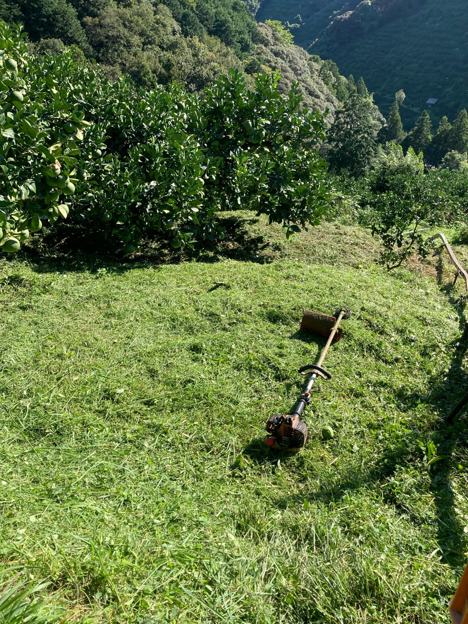 草も伸びてきた〜
