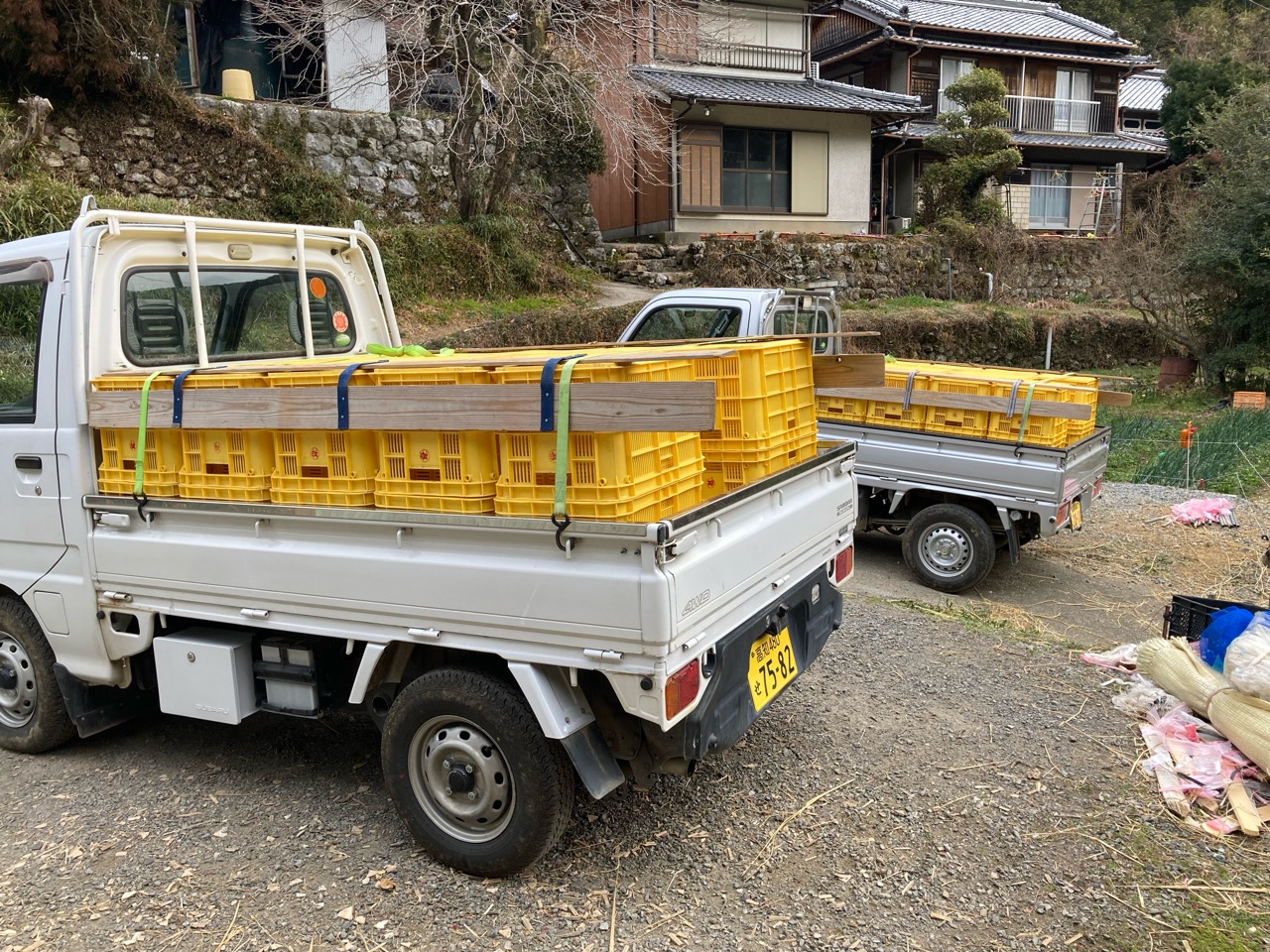 今朝も出荷よ〜