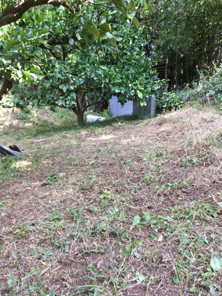 引き続き、野囲いの整地