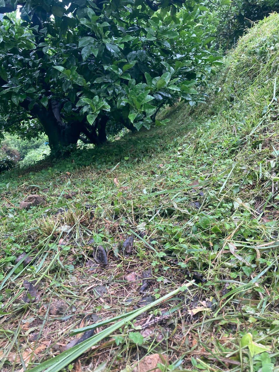 雨の日、草刈り〜