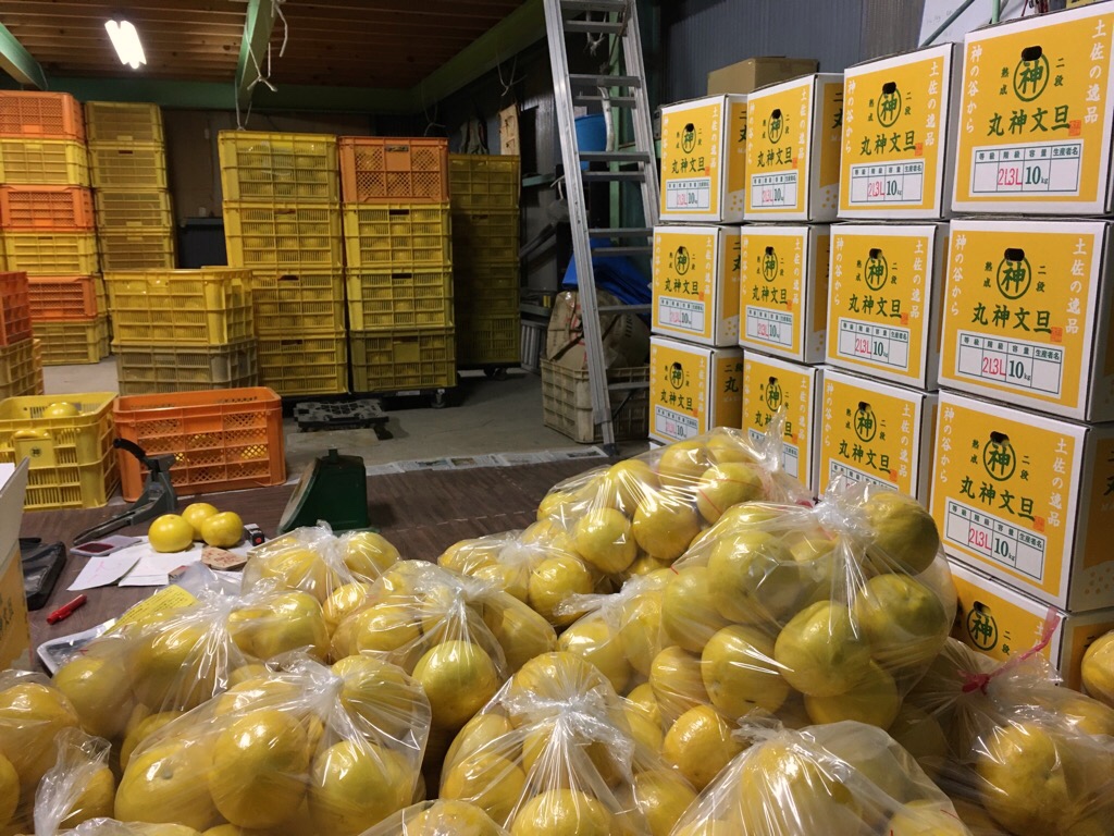 本格的な出荷が始まり