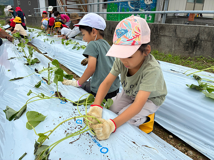 サツマイモ植え