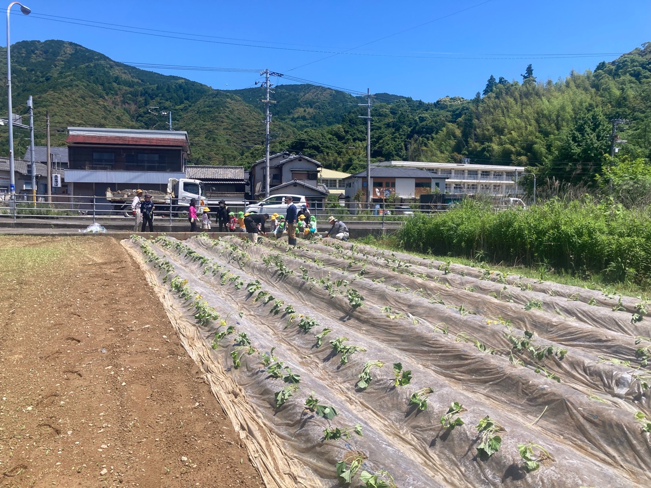 地元の子供たちと芋植え