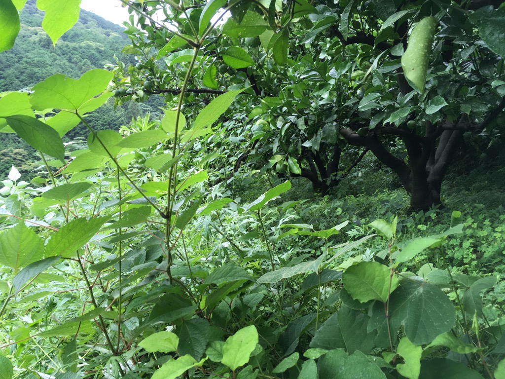 今日も草刈りっ