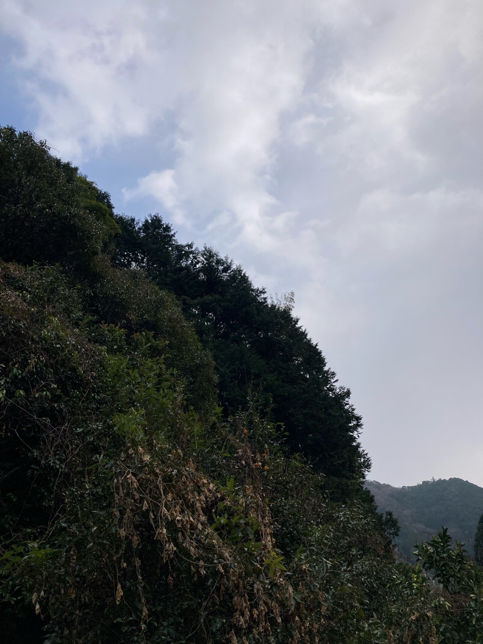 小雨が降ったり、みぞれが降ったり