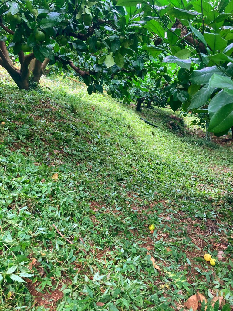 GoTo草刈りからの〜