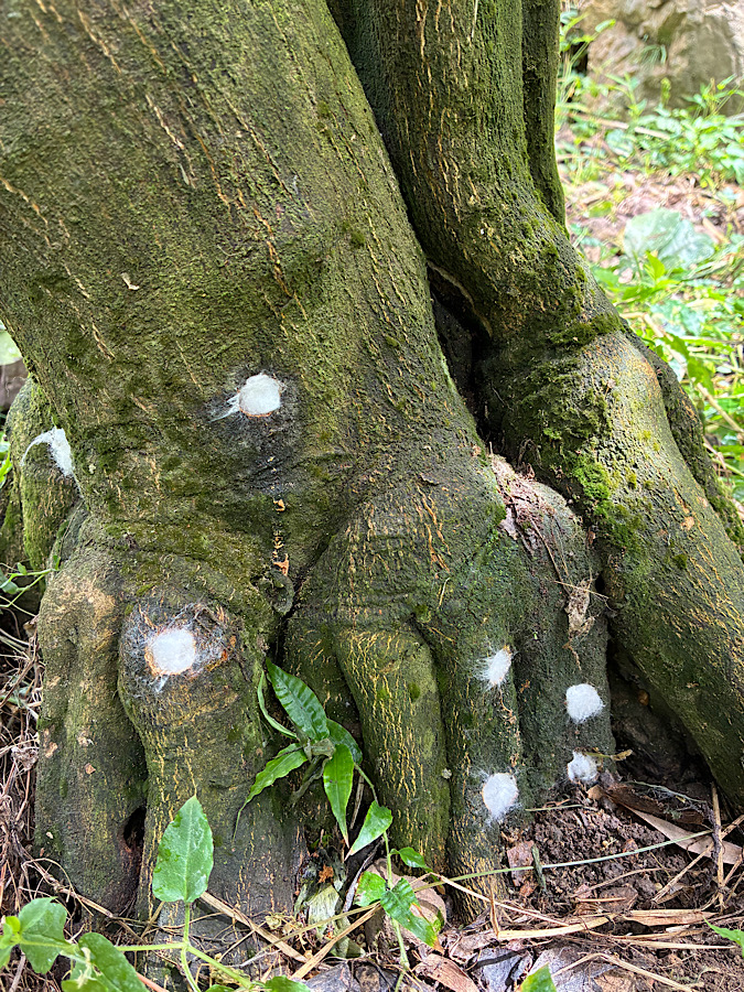 またあの穴か〜
