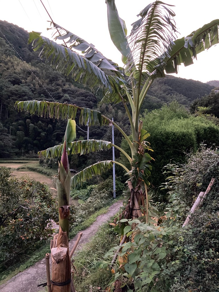 地域にタネをまく