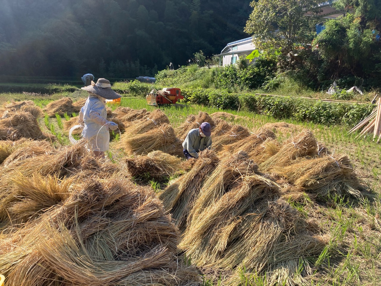 天日干しした稲穂の脱穀