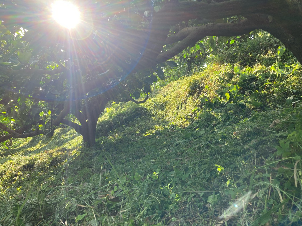 草刈り終わり〜