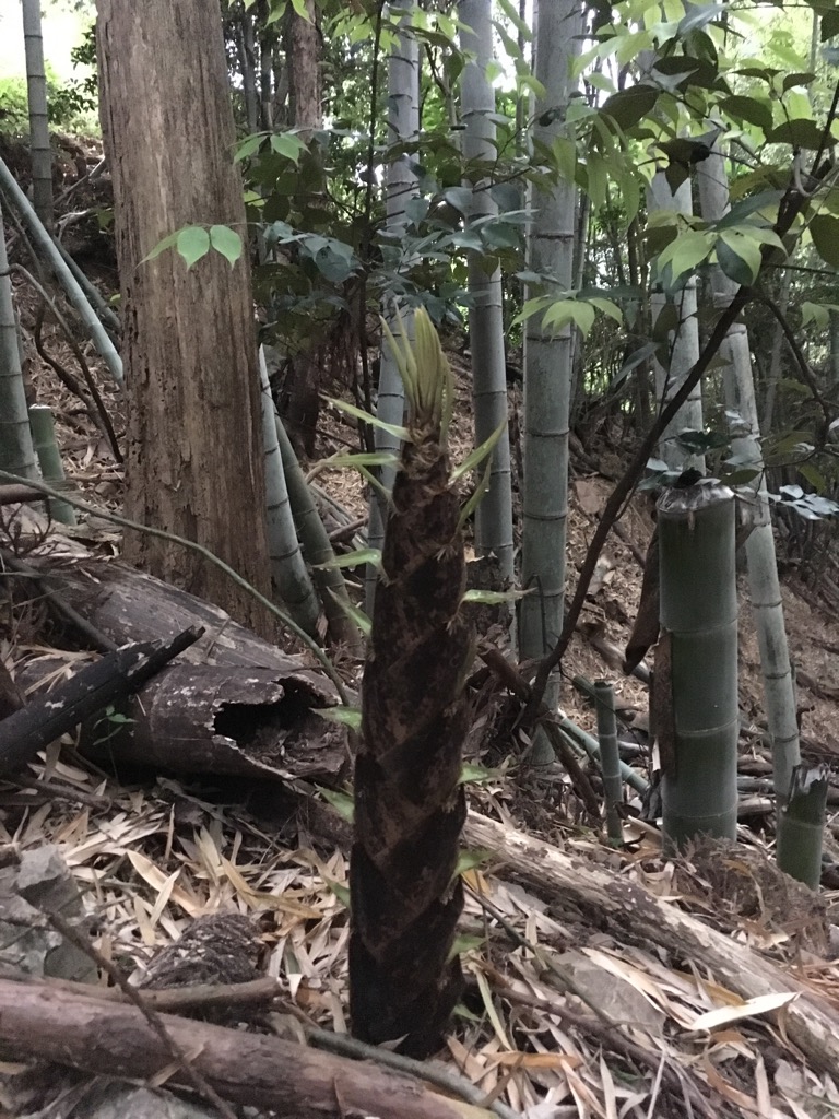 タケノコ、ドンドン