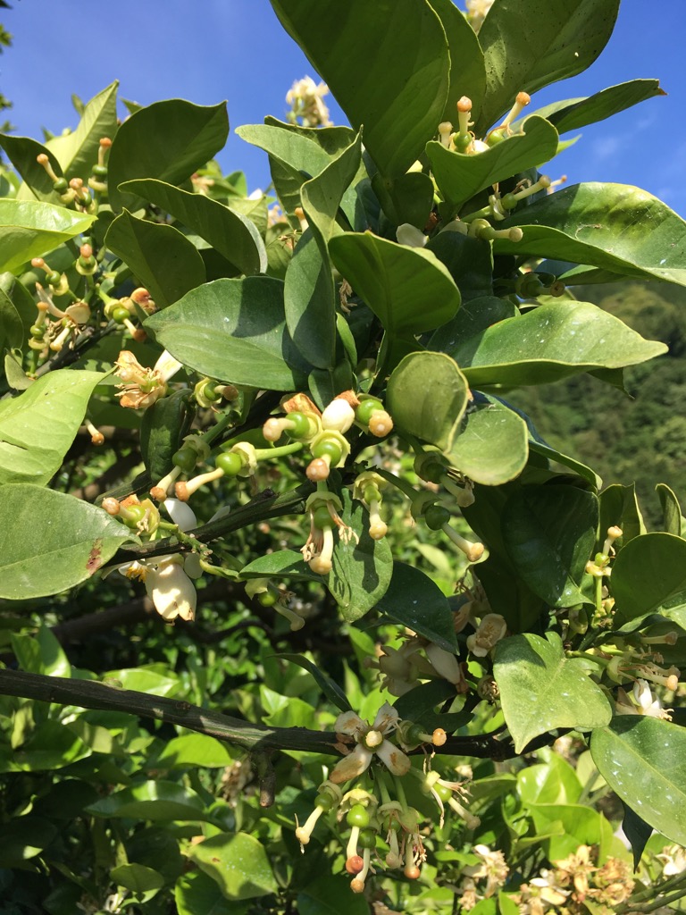 文旦の花びら落とし