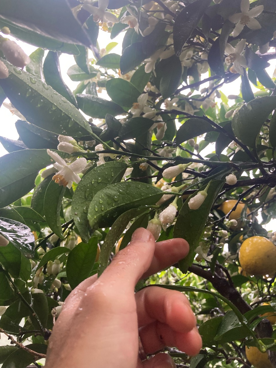 今日も、引き続き