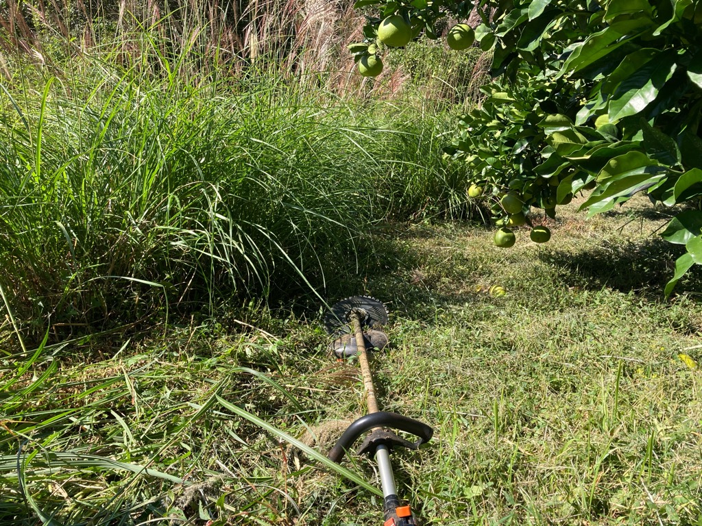 チップソーでの草刈り