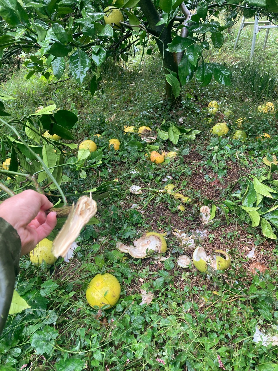 文旦 かじられてるー