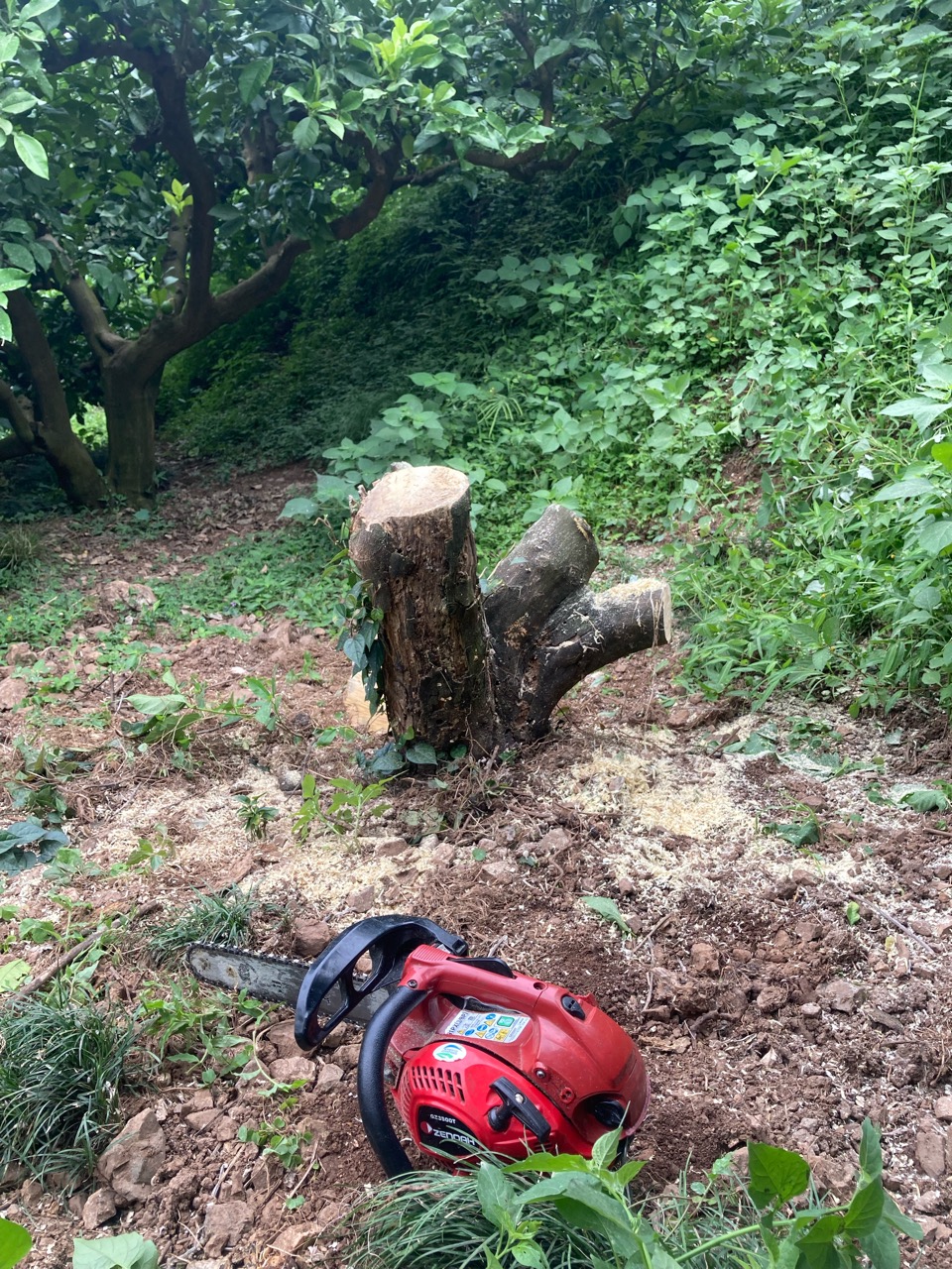 枯れた木の伐採