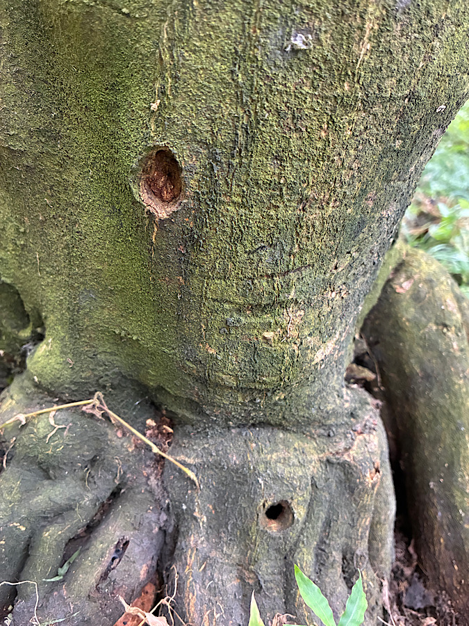 カミキリムシとの戦い