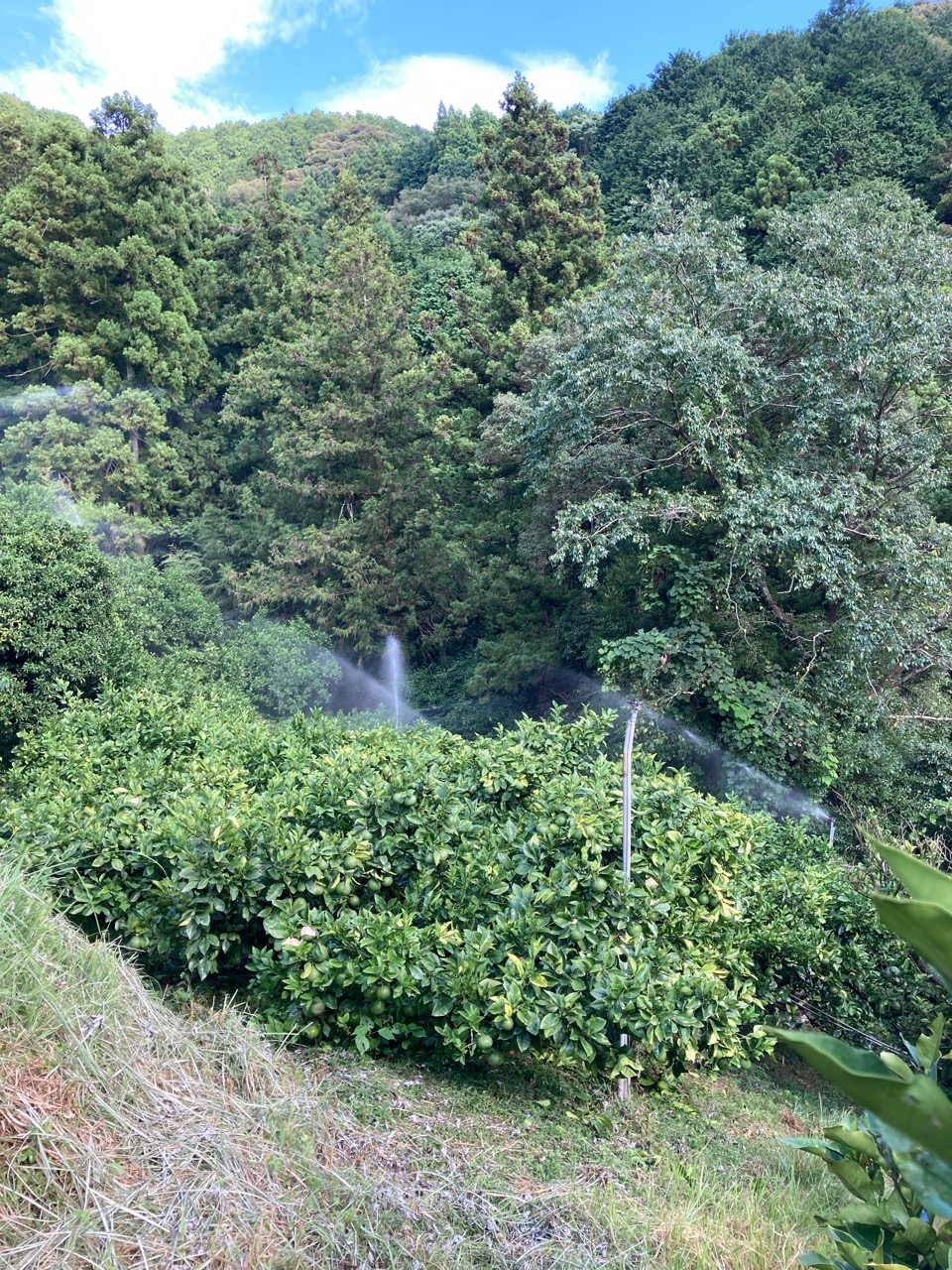 恵みの雨と災害の雨