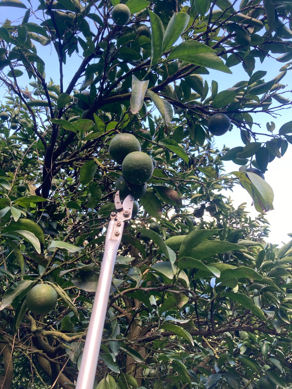 小夏の実を落とす