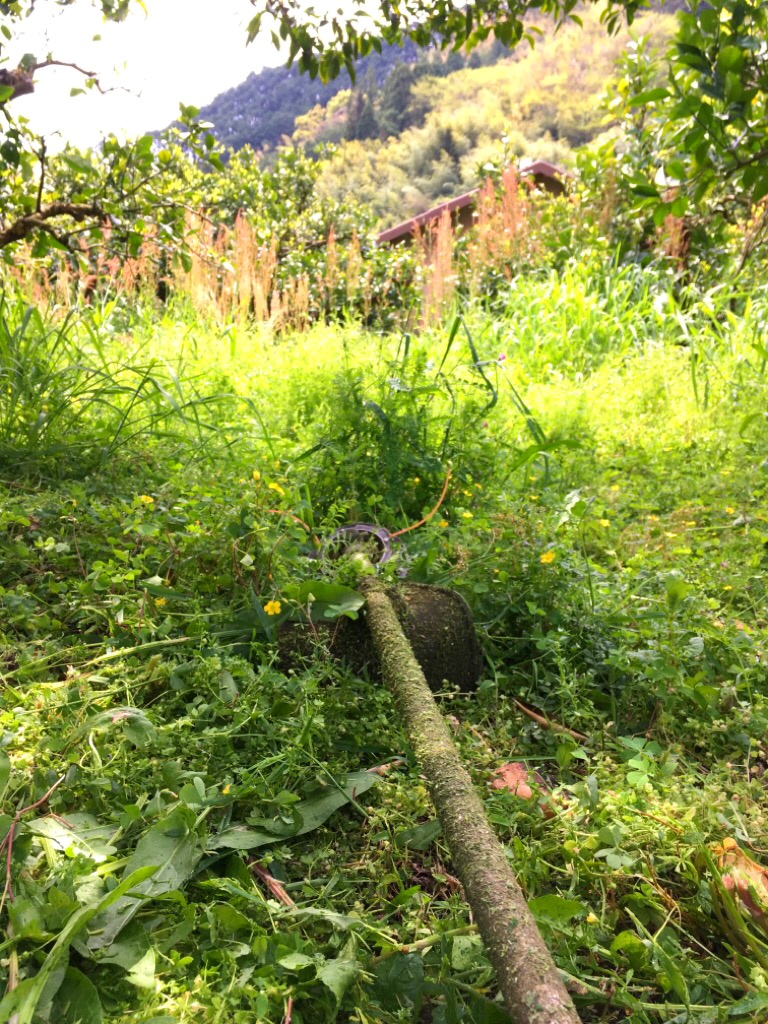 草が伸びてるな〜